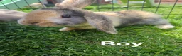 Mixed Breed rabbits for sale: Ready now. Mixed breed lops for sale. - Advert 3