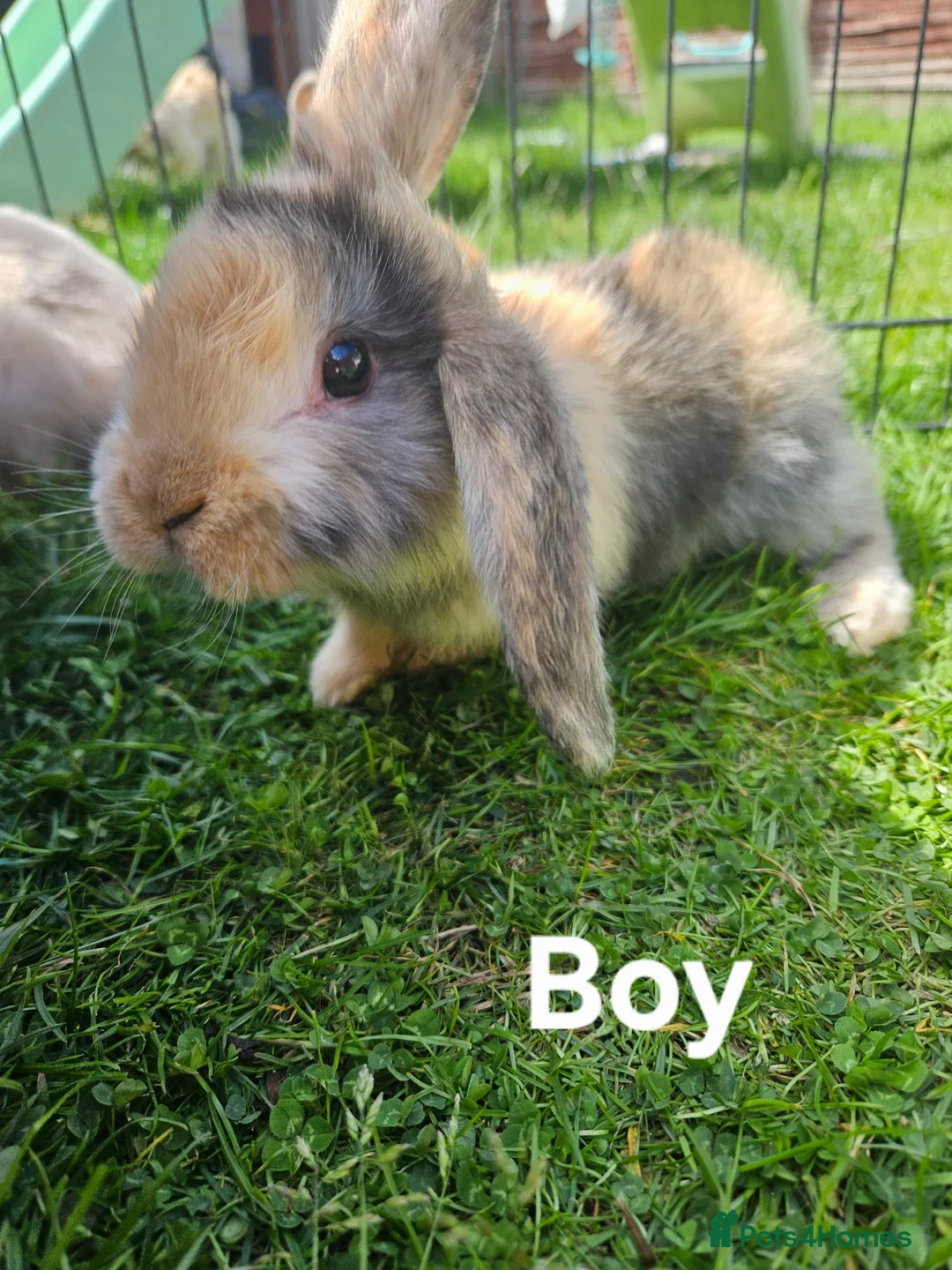 Mixed Breed rabbits for sale: Ready now. Only two bonded boys left.  - Advert 1