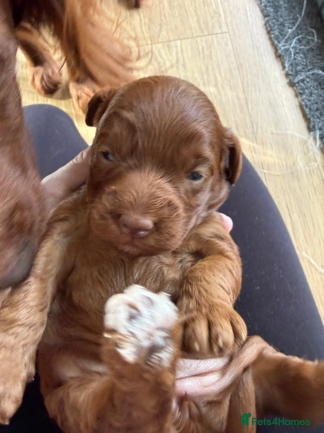 Cockapoo dogs for sale: Female Cockerpoo  - Advert 9