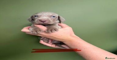 Weimaraner dogs - Advert 1