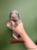 Weimaraner dogs - Advert 1