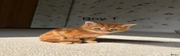 Domestic Shorthair cats for sale: 3 x beautiful kittens ready now  in Nelson - Advert 2