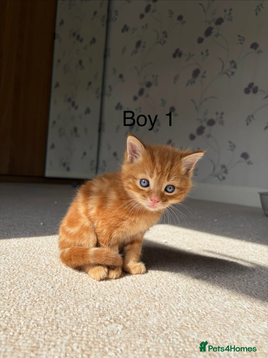 Domestic Shorthair cats for sale: 3 x beautiful kittens ready now  in Nelson - Advert 2