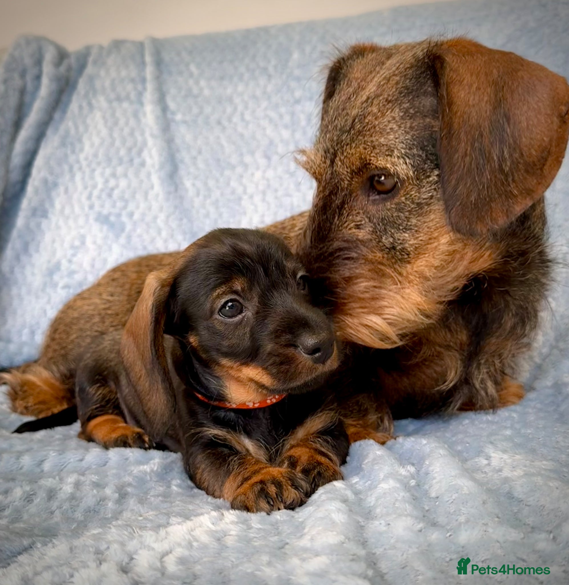 Miniature Dachshund dogs KC Reg Wire Haired Miniature Dachshund Puppies  - Advert 14