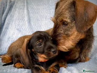 Miniature Dachshund dogs KC Reg Wire Haired Miniature Dachshund Puppies - Advert 14