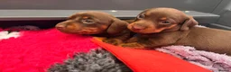 Miniature Dachshund dogs for sale: Miniature smooth chocolate dachshund - Advert 3