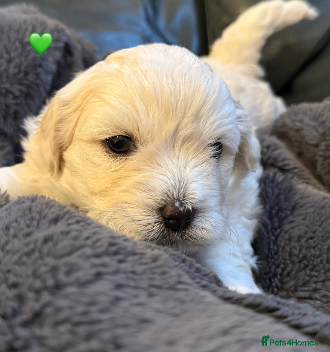 Bichon Frise dogs for sale: Bichon Frise Puppies  - Advert 20