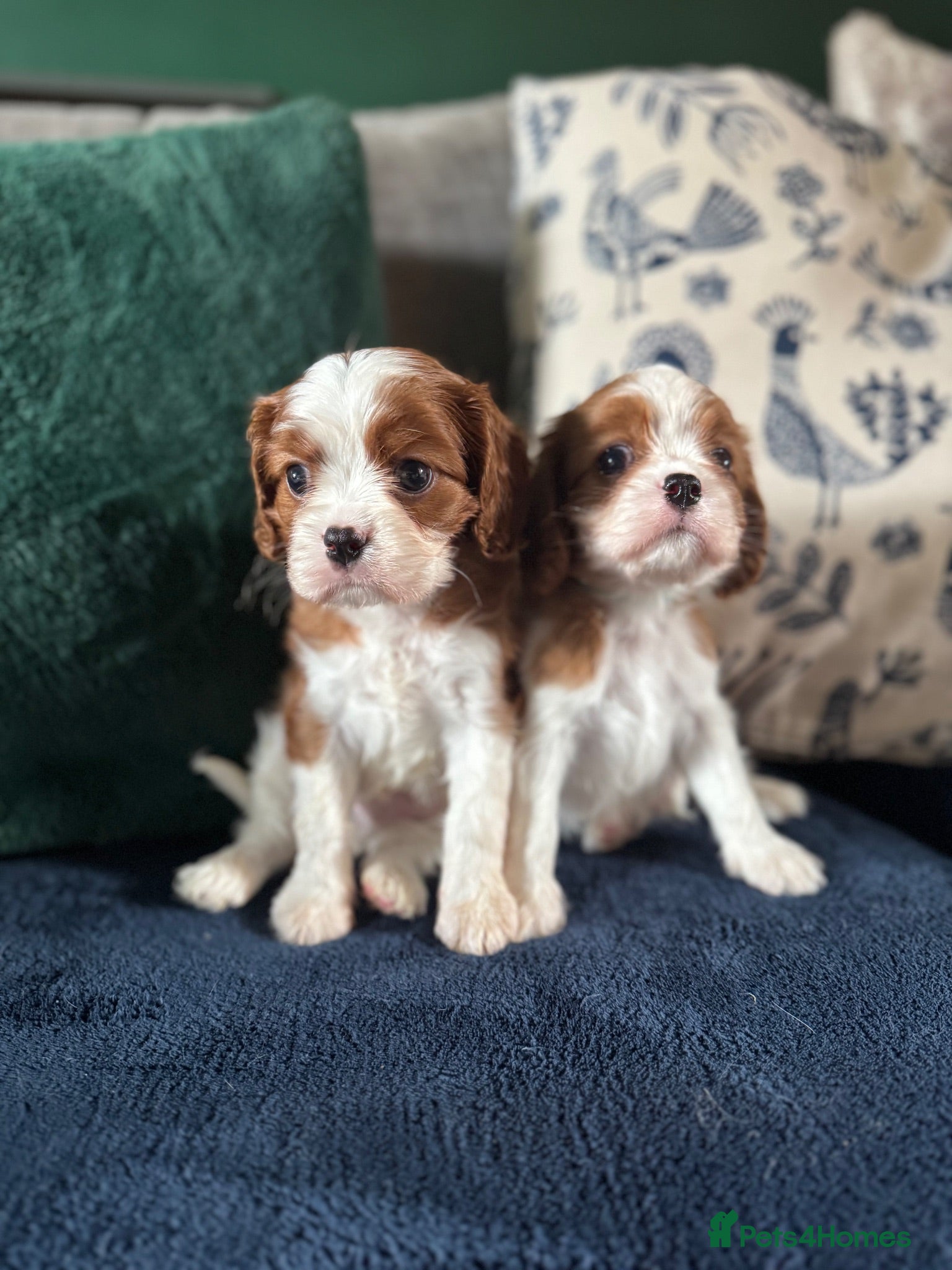 Cavalier King Charles Spaniel dogs KC Cavalier King Charles DNA 5* licensed home bred - Advert 1
