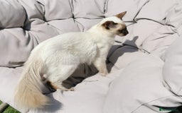 Siamese cats for sale: Stunning GCCF registered choc point Balinese  - Image 2