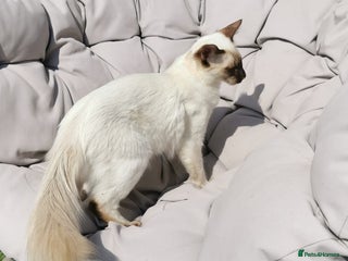 Siamese cats - Advert 3