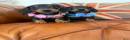 Miniature Dachshund dogs for sale: Beautiful Miniature Dachshunds 5 ⭐ License Breeder - Advert 16