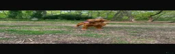 Golden Retriever dogs for sale: Ruby  - Advert 2