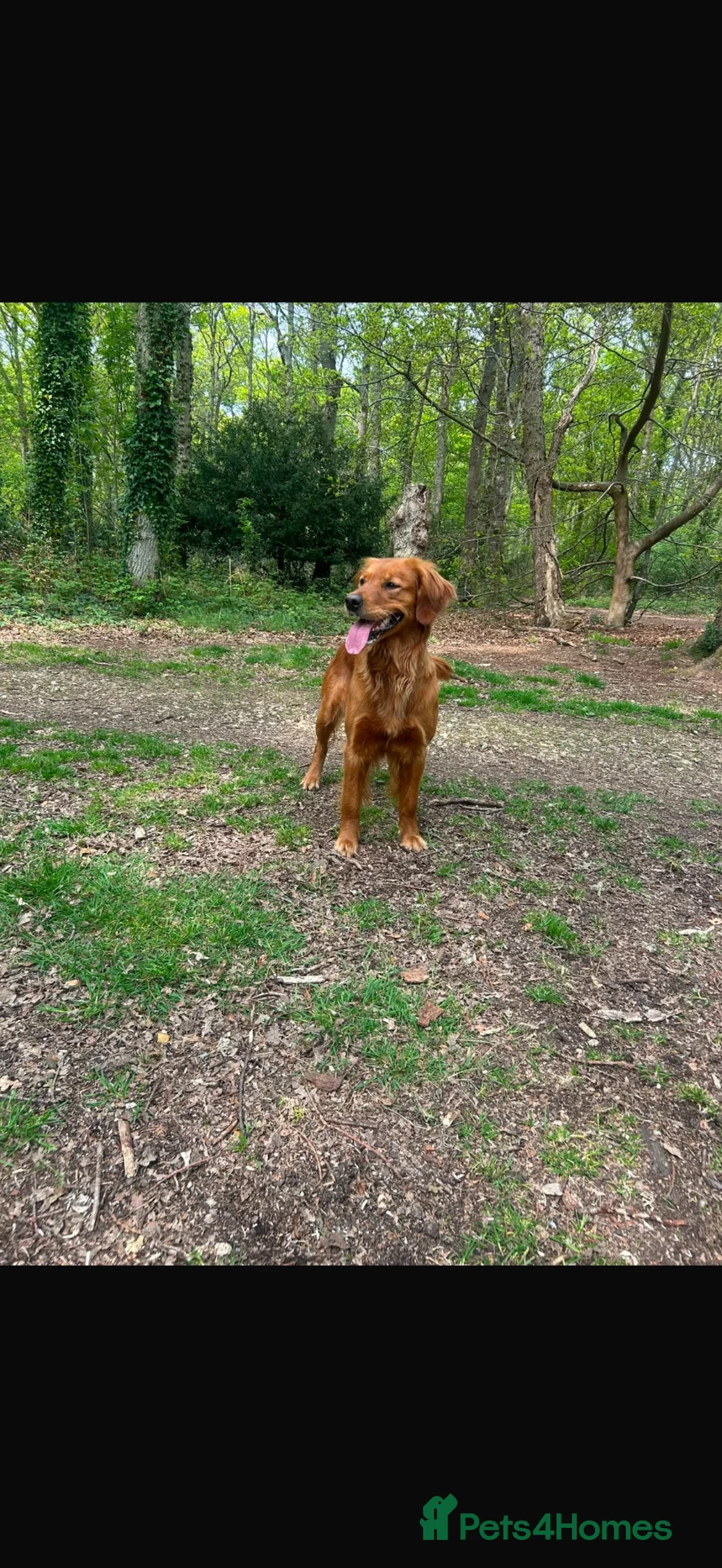 Golden Retriever dogs for sale: Ruby  - Advert 2