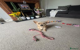 Chorkie dogs for sale: Chorkie for sale  - Image 5