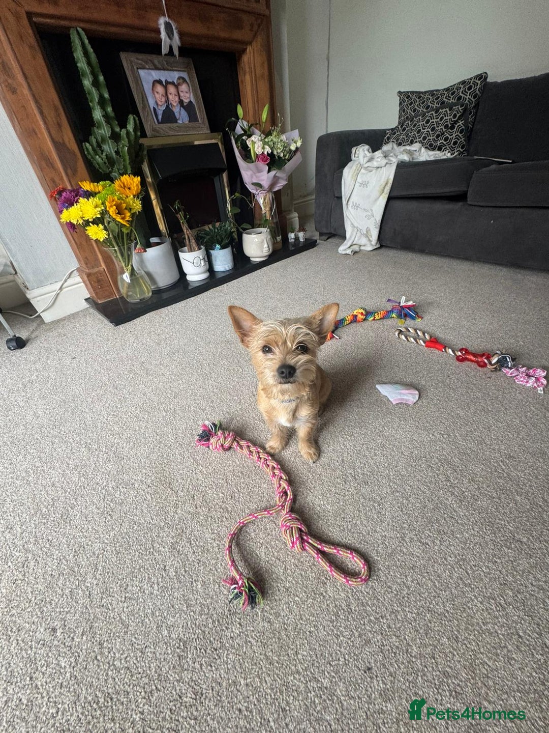 Chorkie dogs for sale: Chorkie for sale  - Image 5
