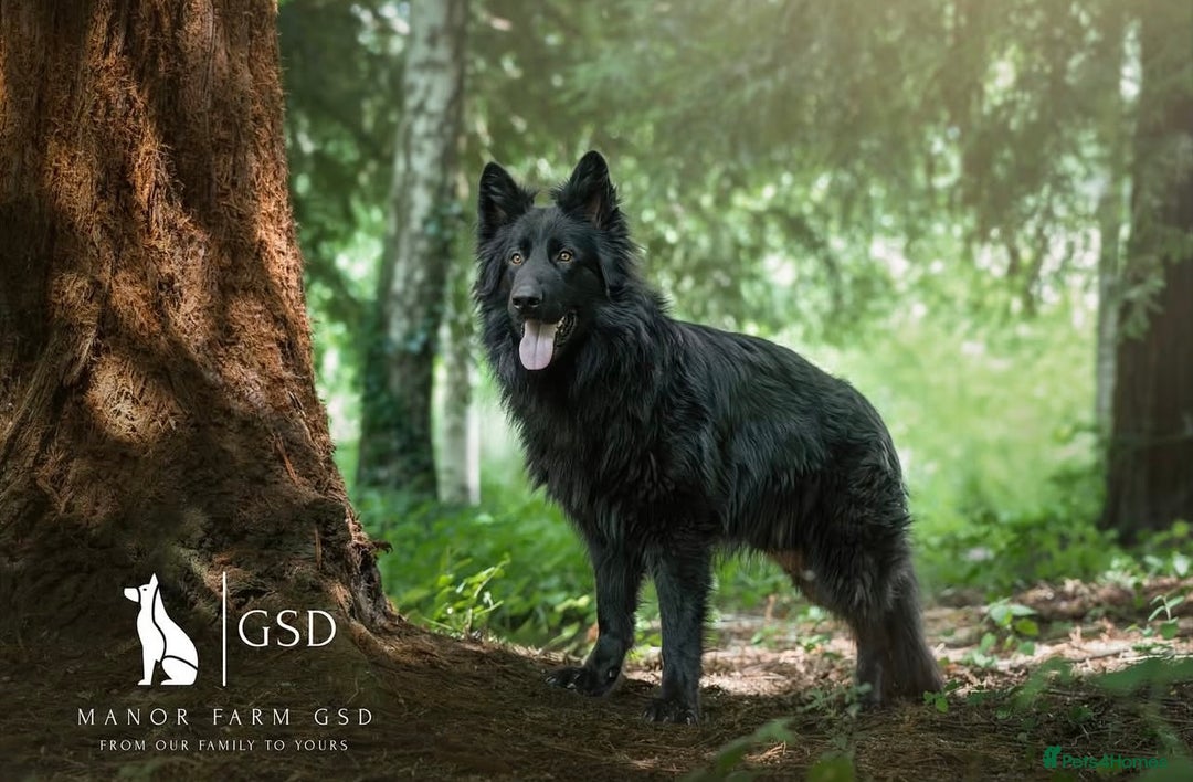 German Shepherd dogs for sale: 5 Generation KC - straight backed GSD puppies  - Image 4