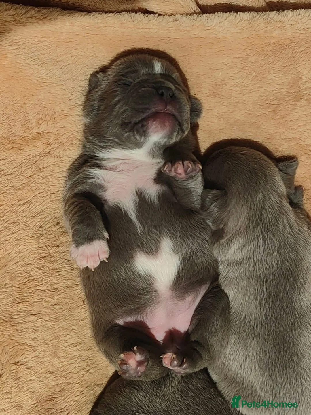 French Bulldog dogs for sale: Gorgeous KC Reg Blue and Lilac Frenchies Babies - Advert 10