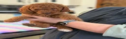 Australian Labradoodle dogs for sale: *reduced**  health checked Australian labradoodles - Advert 8