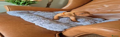 Hungarian Vizsla 7-Orange Collar