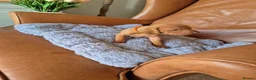 Hungarian Vizsla dogs for sale: Champion Bred Hungarian Vizsla Pups 0.9%COI KC Reg - Advert 19