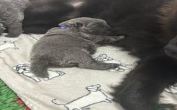 Chow Chow dogs for sale: Beautiful blue chow chow litter 💙 - Image 11