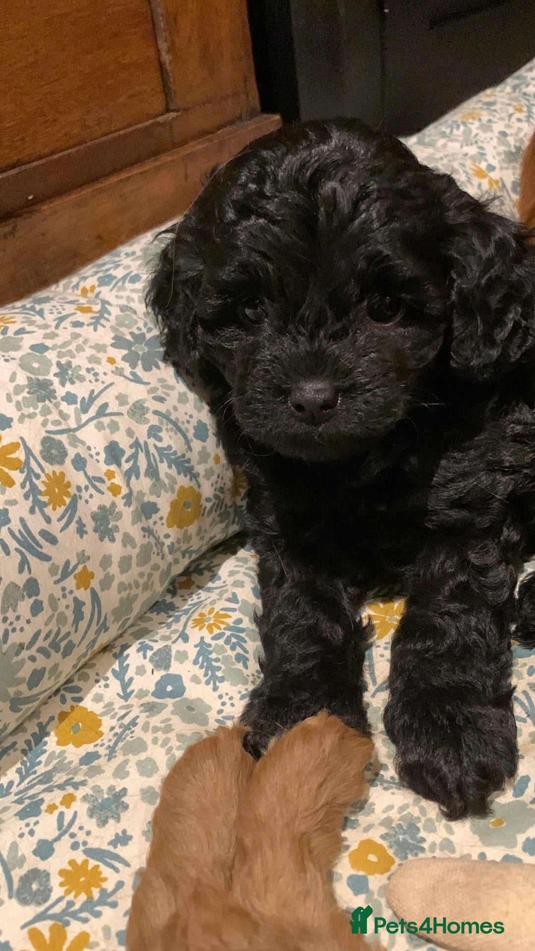 Cavapoo dogs for sale: Stunning premium F1 Cavapoo babies 🥰 - Image 22