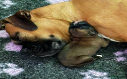 Boxer dogs for sale: Boxer Puppies KC registered  - Image 20