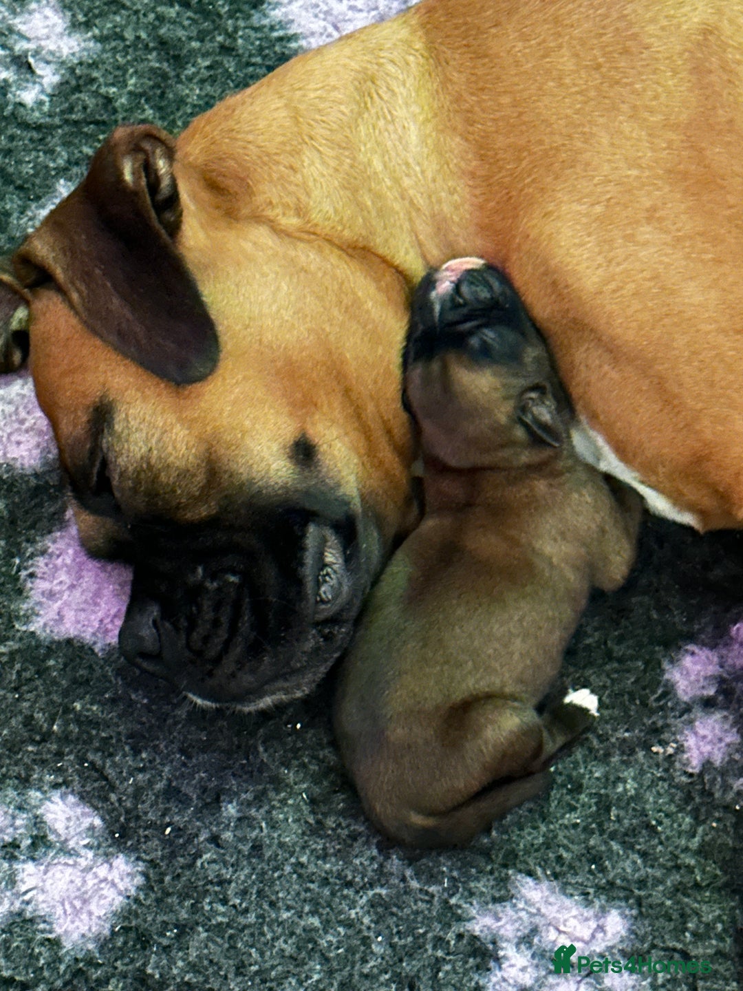Boxer dogs for sale: Boxer Puppies KC registered  - Image 20