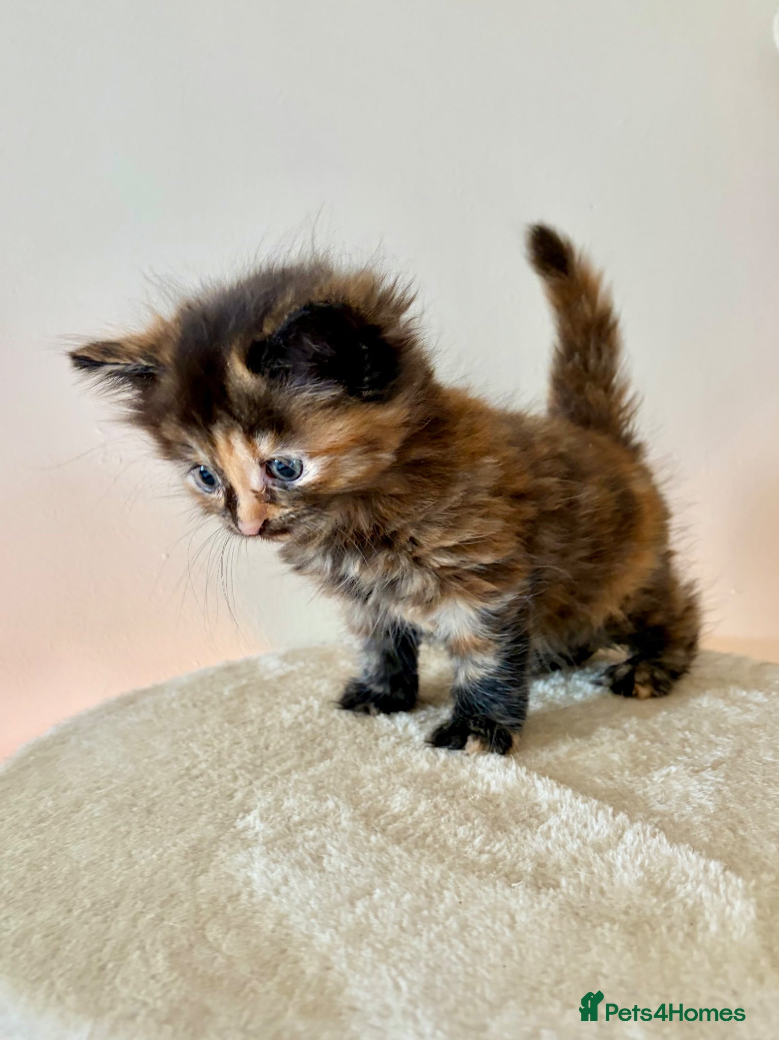 Turkish Angora cats Gorgeous fluffy kitten available  - Advert 14