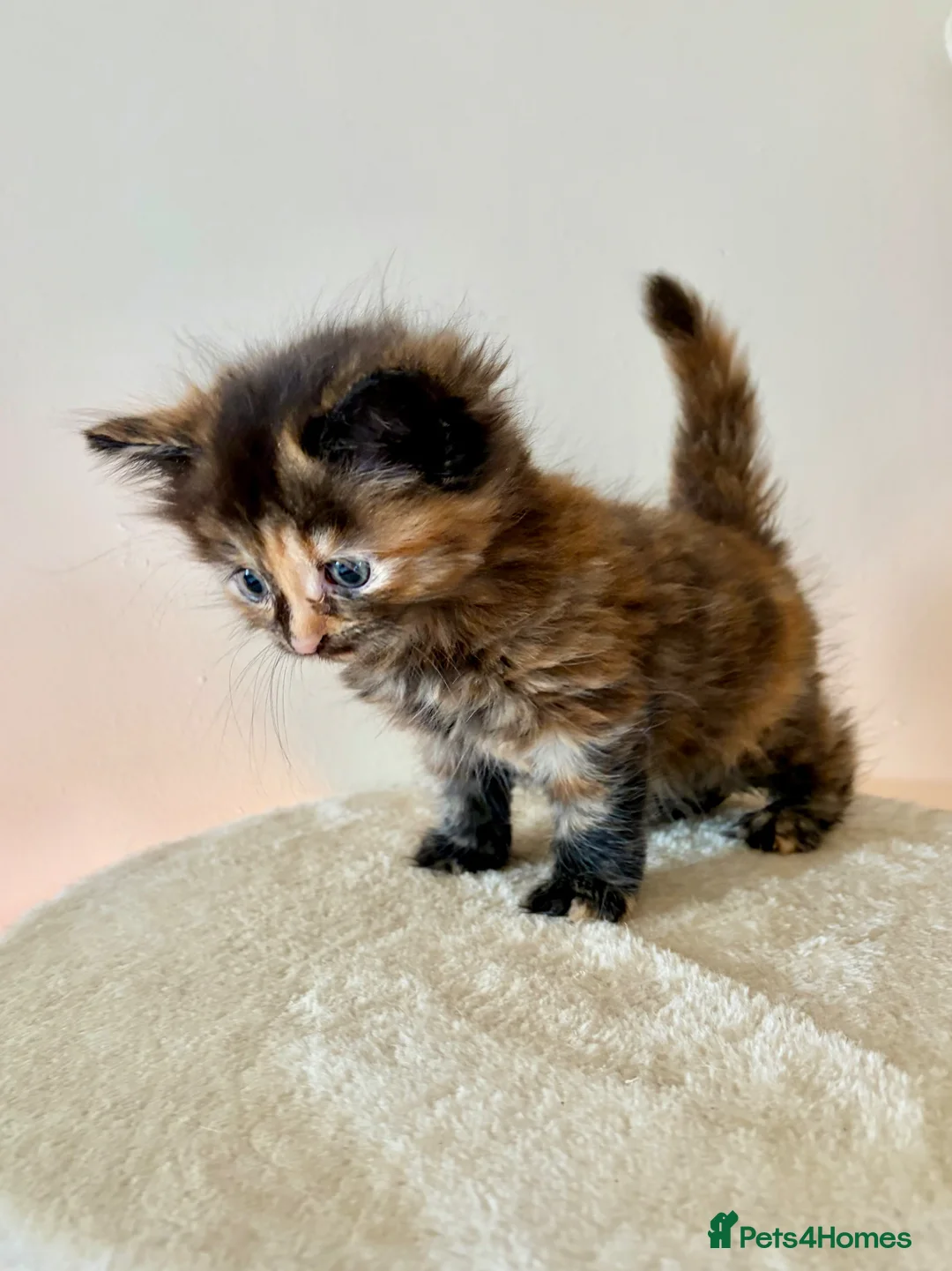 Turkish Angora cats for sale: Gorgeous fluffy kitten available  - Advert 1
