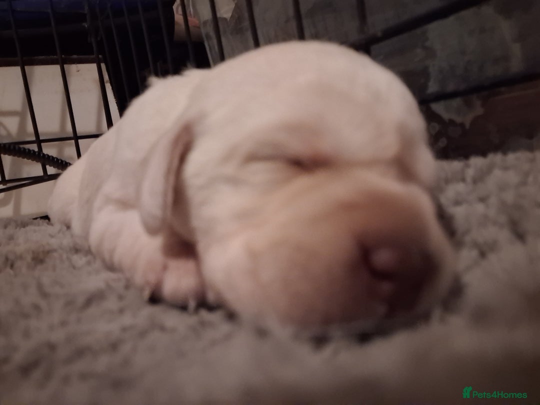 Labrador Retriever dogs for sale: **HEALTH TESTED ** Traditional labrador puppies - Advert 7