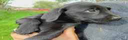 Labrador Retriever dogs for sale: Labrador puppies  in Keith - Advert 7
