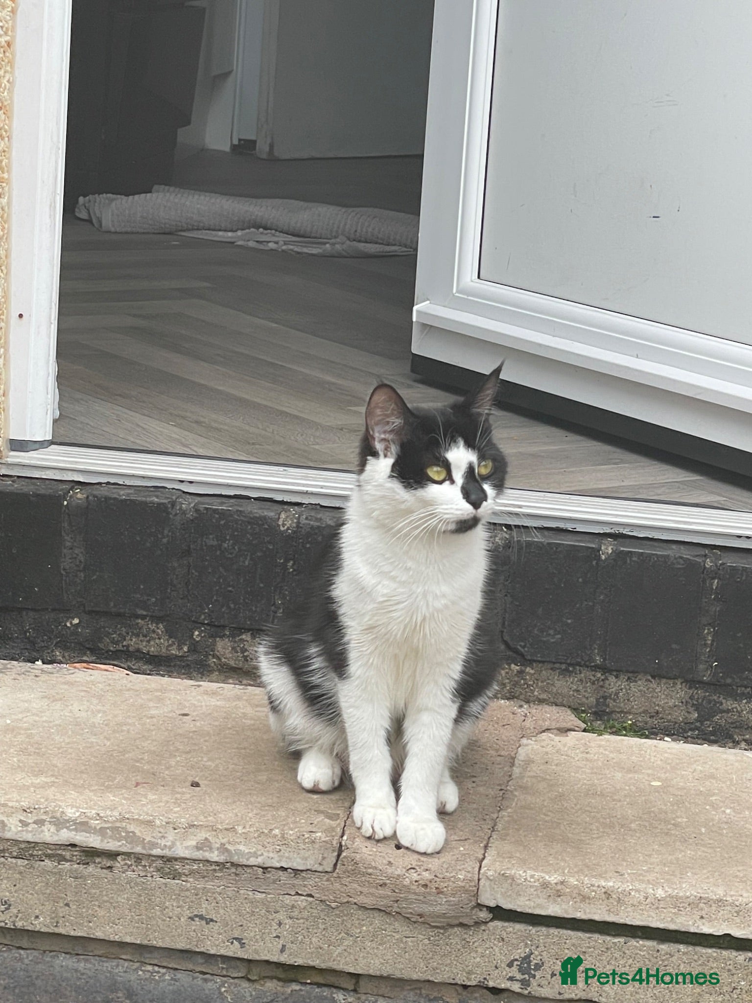 Mixed Breed cats Adorable Tuxedo Cat with Unique Face Markings  - Advert 1
