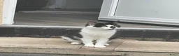 Mixed Breed cats for sale: Adorable Tuxedo Cat with Unique Face Markings  - Advert 1