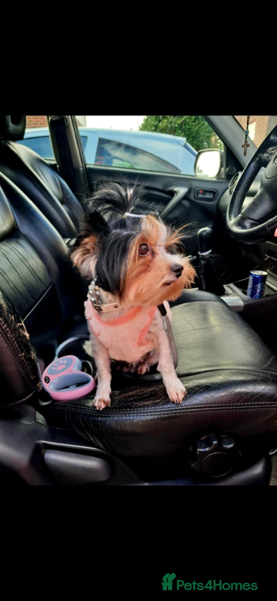 Yorkshire Terrier dogs Yorkshire Terrier puppies - Advert 1