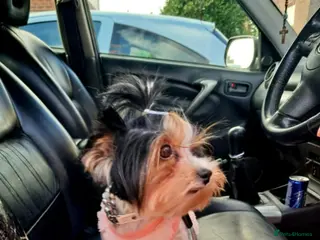 Yorkshire Terrier dogs Yorkshire Terrier puppies - Advert 1