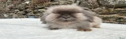 Mini Lop rabbits for sale: A pretty does needing a new home - Advert 17