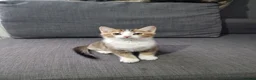 Mixed Breed cats for sale: Beautiful British Shorthair x Bengal Cross Kittens in Farnham - Advert 19