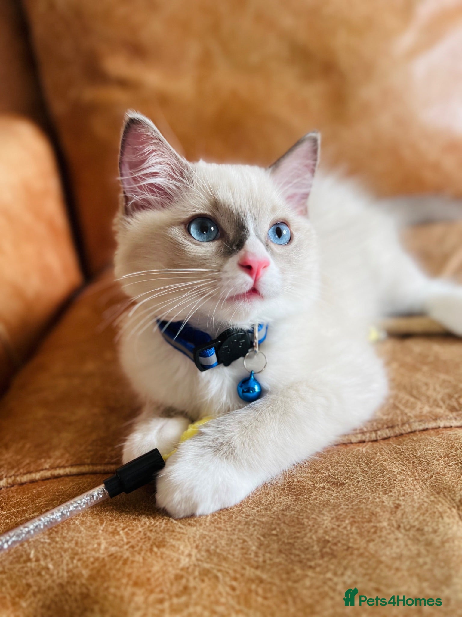 Ragdoll cats 🐈Pedigree Ragdoll Champion line 🏆 GCCF kittens  - Advert 10