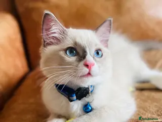 Ragdoll cats ๐Pedigree Ragdoll Champion line ๐ GCCF kittens - Advert 10