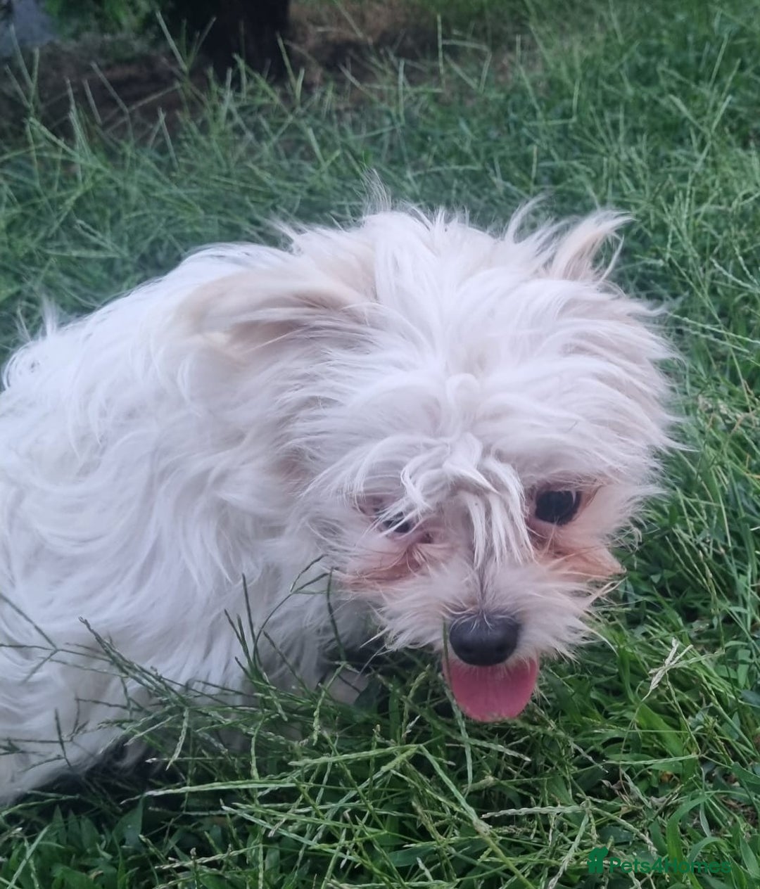 Bichon Frise dogs for adoption: KHAAN - a superb, little boy, for a Loving Home - Image 9