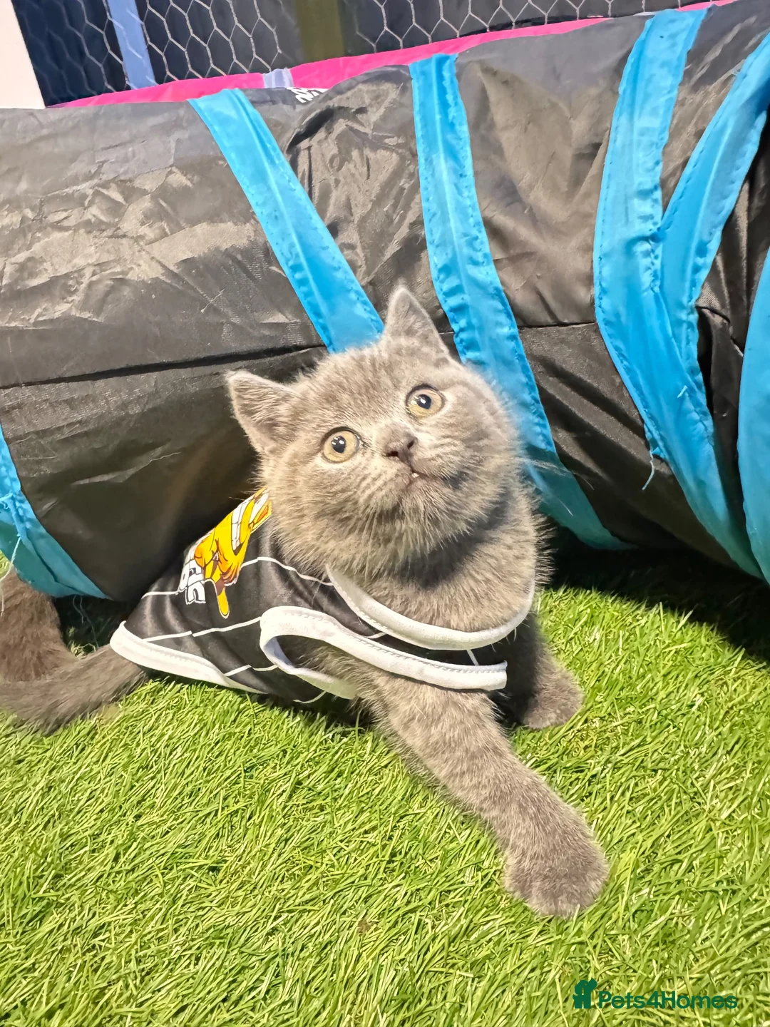 British Shorthair cats for sale: Pure breed British shorthair for sale in Denham - Advert 21