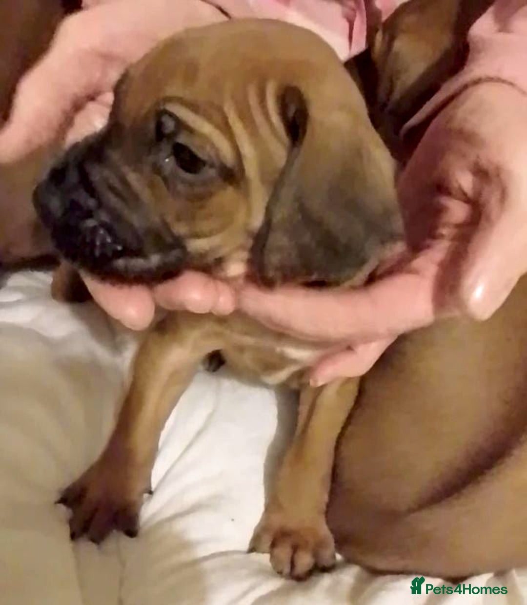 Rhodesian Ridgeback dogs for sale: Rhodesian Ridgeback Puppies - Advert 8