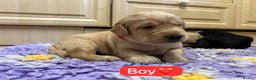 Labradoodle dogs for sale: Gorgeous labradoodle puppies - Advert 7