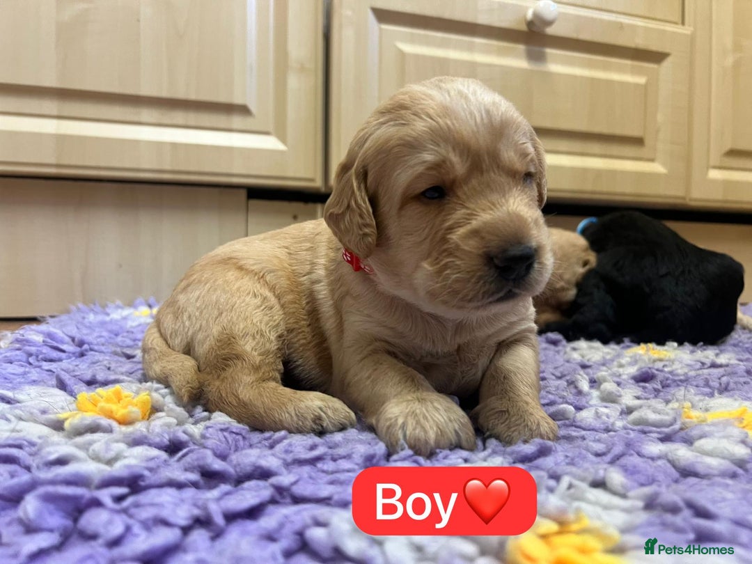 Labradoodle dogs for sale: Gorgeous labradoodle puppies - Advert 7