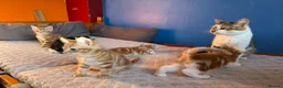 Mixed Breed cats for sale: KITTENS: 3 ginger males and one black white female in Manchester - Advert 8