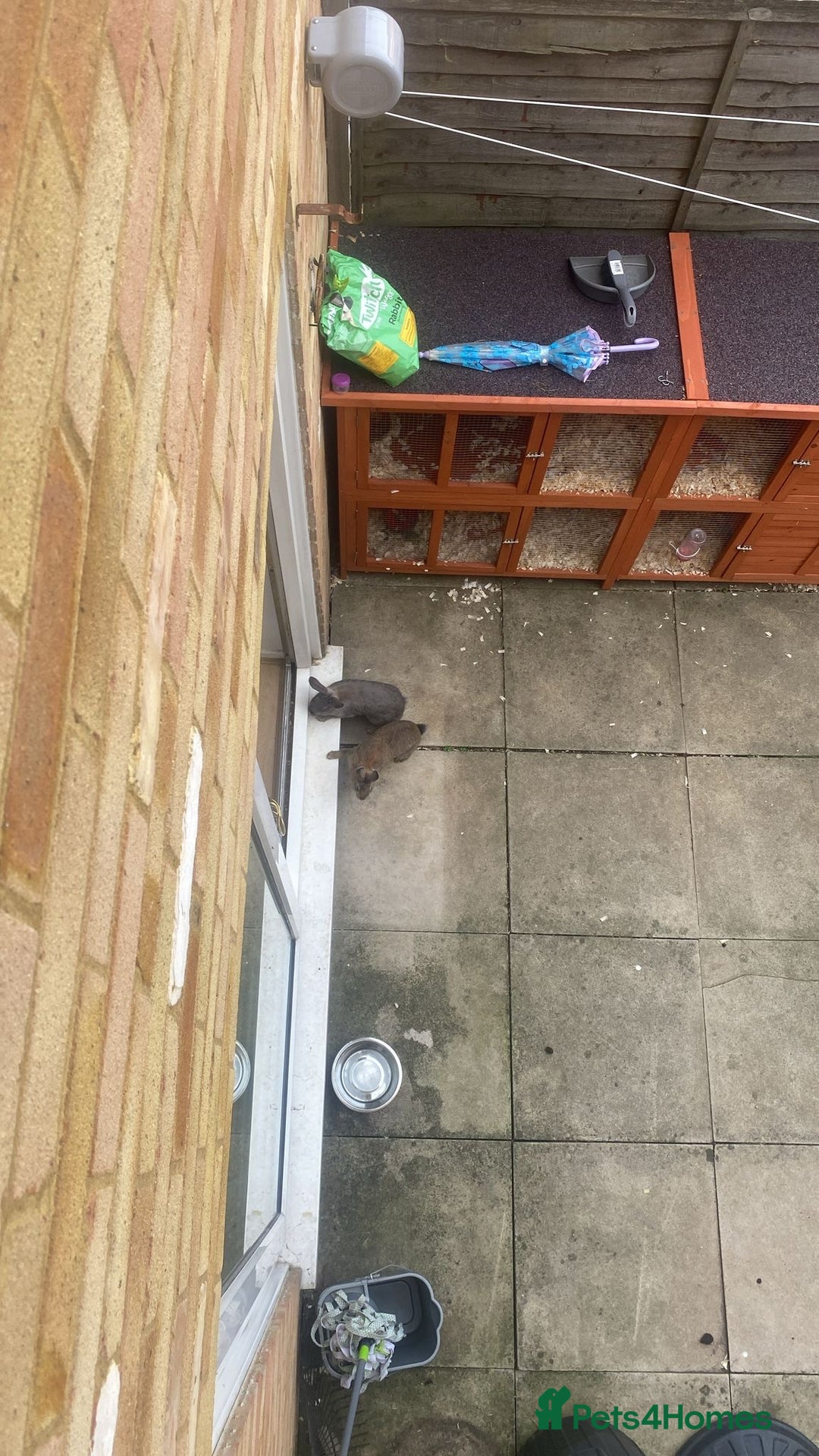 English rabbits for sale: Bunnies with full set up - Image 3