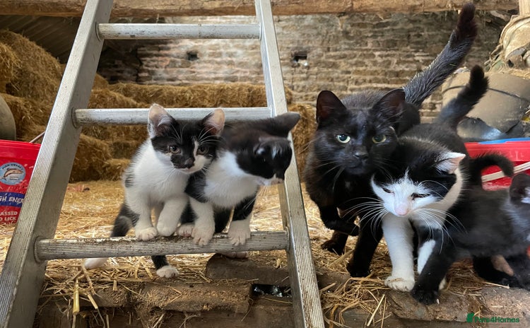 Mixed Breed cats - Advert 2