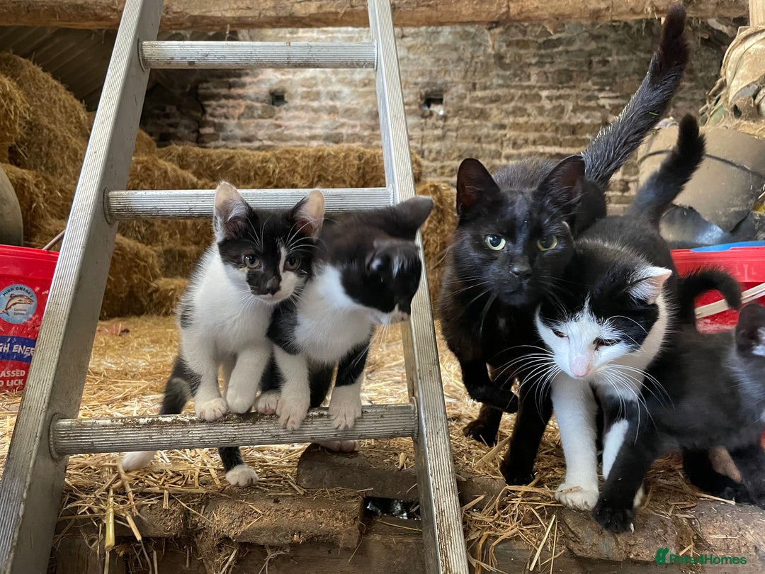Mixed Breed cats for sale: Black/ black & white kittens Lancaster / Bentham - Image 1