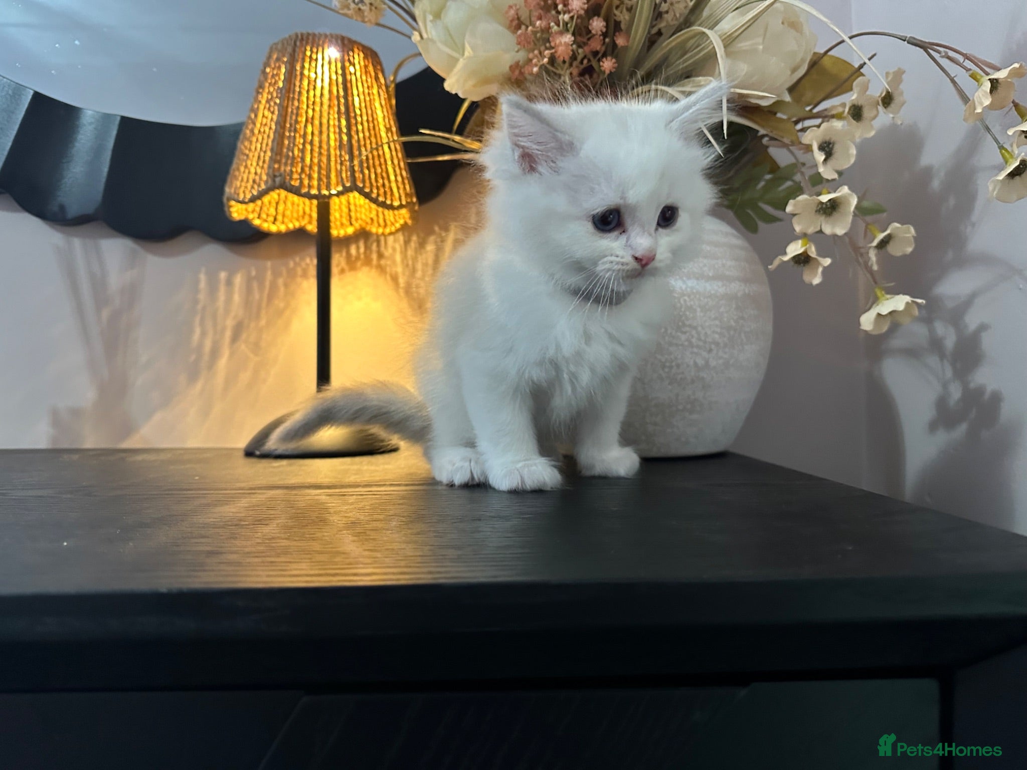 Ragdoll cats Ragdool x kittens - Advert 2